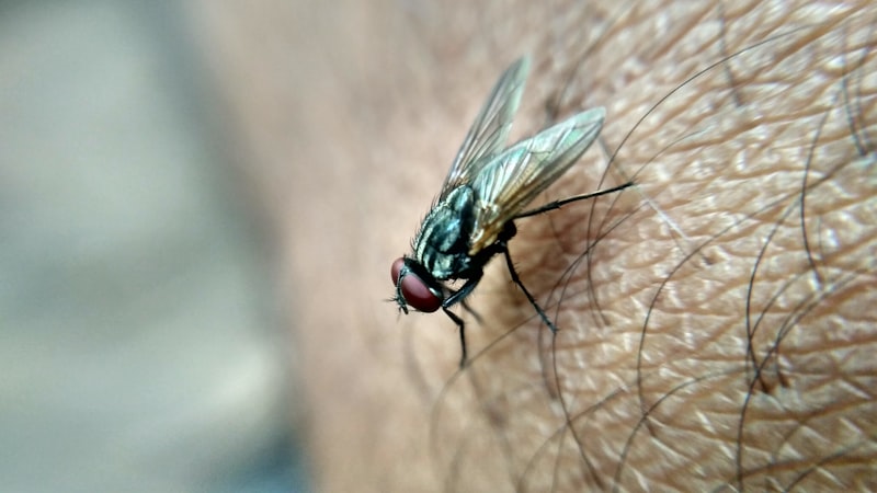 Flea and Tick Treatment