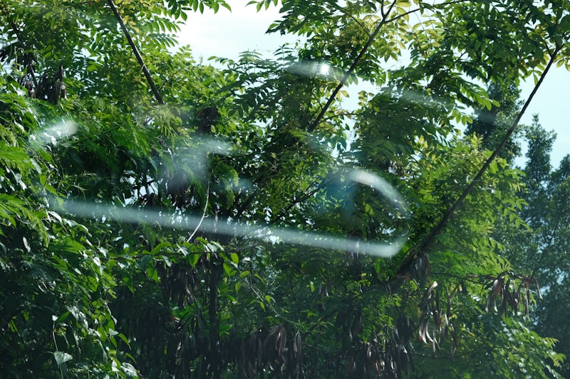 Mosquito Yard Treatment